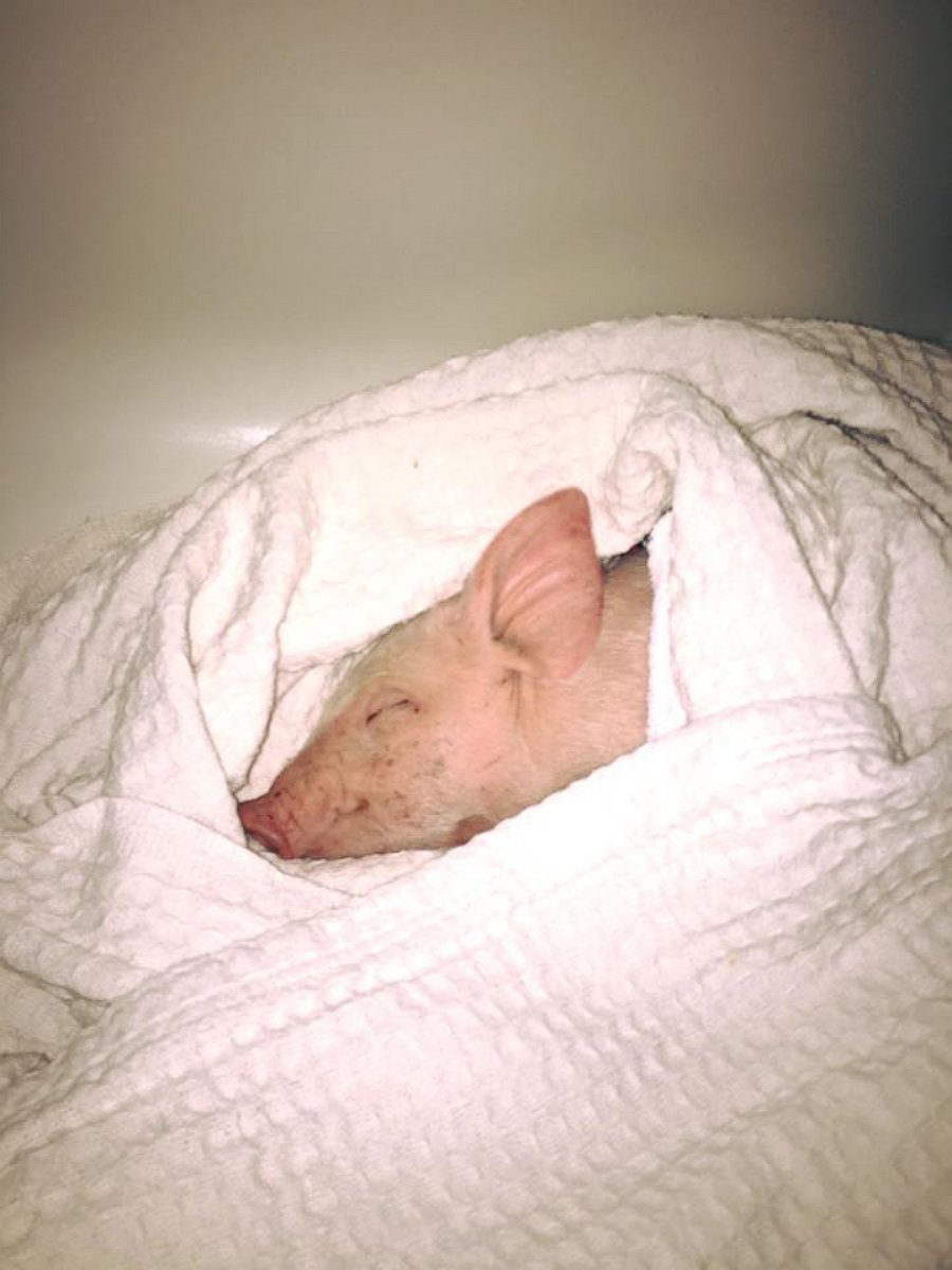 Family Rescues Snow-Covered Baby Pig From Blizzard - ABC News