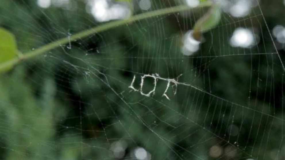 Heather Ar'ite photographed a spiderweb that appeared to have the acronym LOL woven inside. 