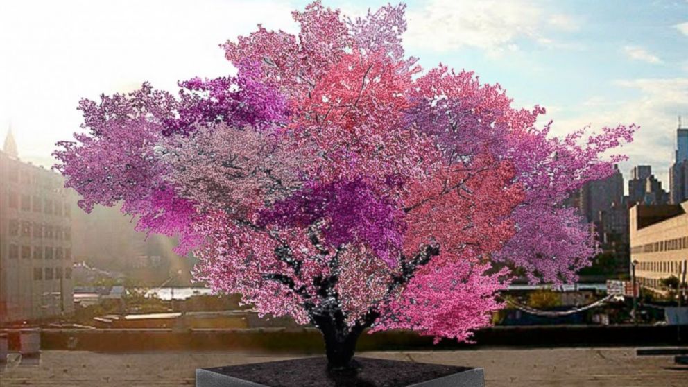 PHOTO: One artist has created a hybrid tree that can grow 40 different types of stone fruits