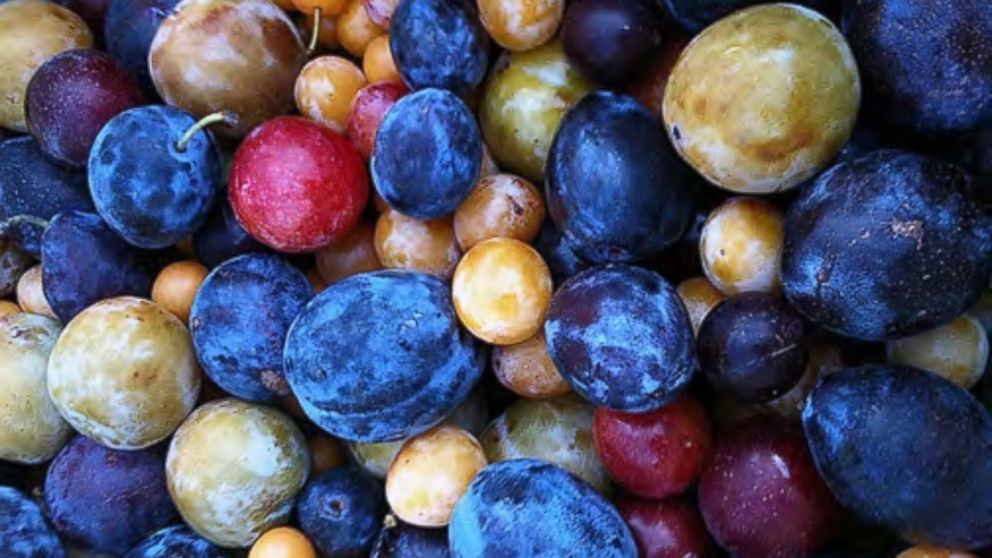 PHOTO: A sampling of the stone fruit varieties than can be grown all on one tree.