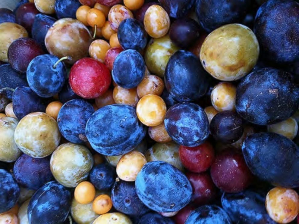 PHOTO: A sampling of the stone fruit varieties than can be grown all on one tree.