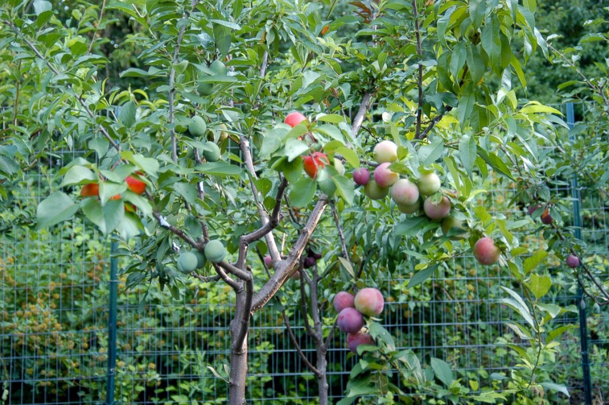 PHOTO: The multicolored varieties of stone fruit, all grown on one branch of the same tree.