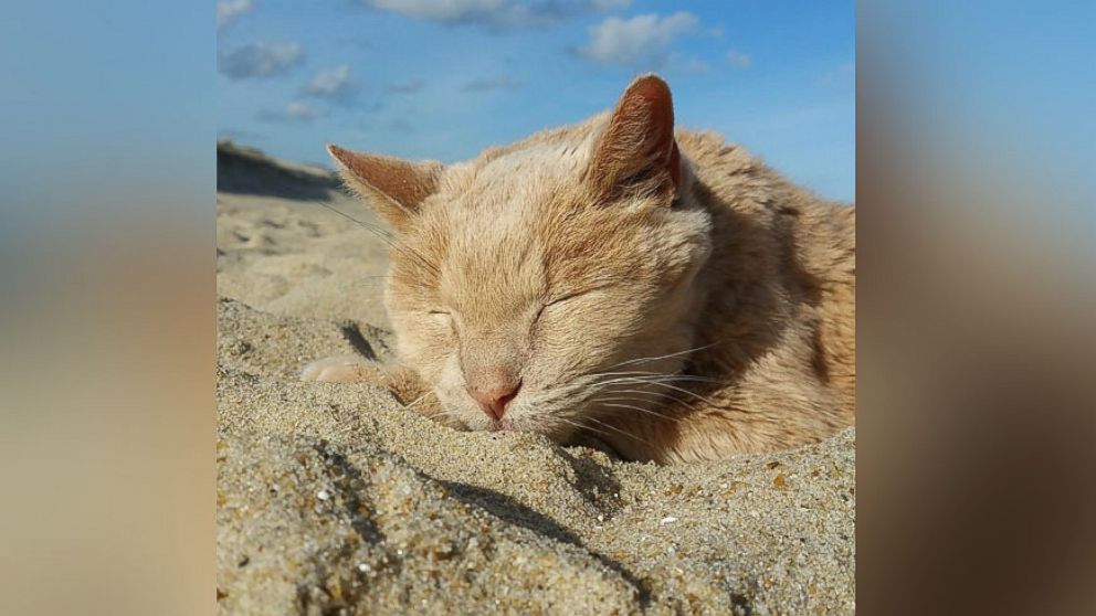 Tigger, a 21-year-old senior domestic cat, is living out his final days with a bucket list adventure.