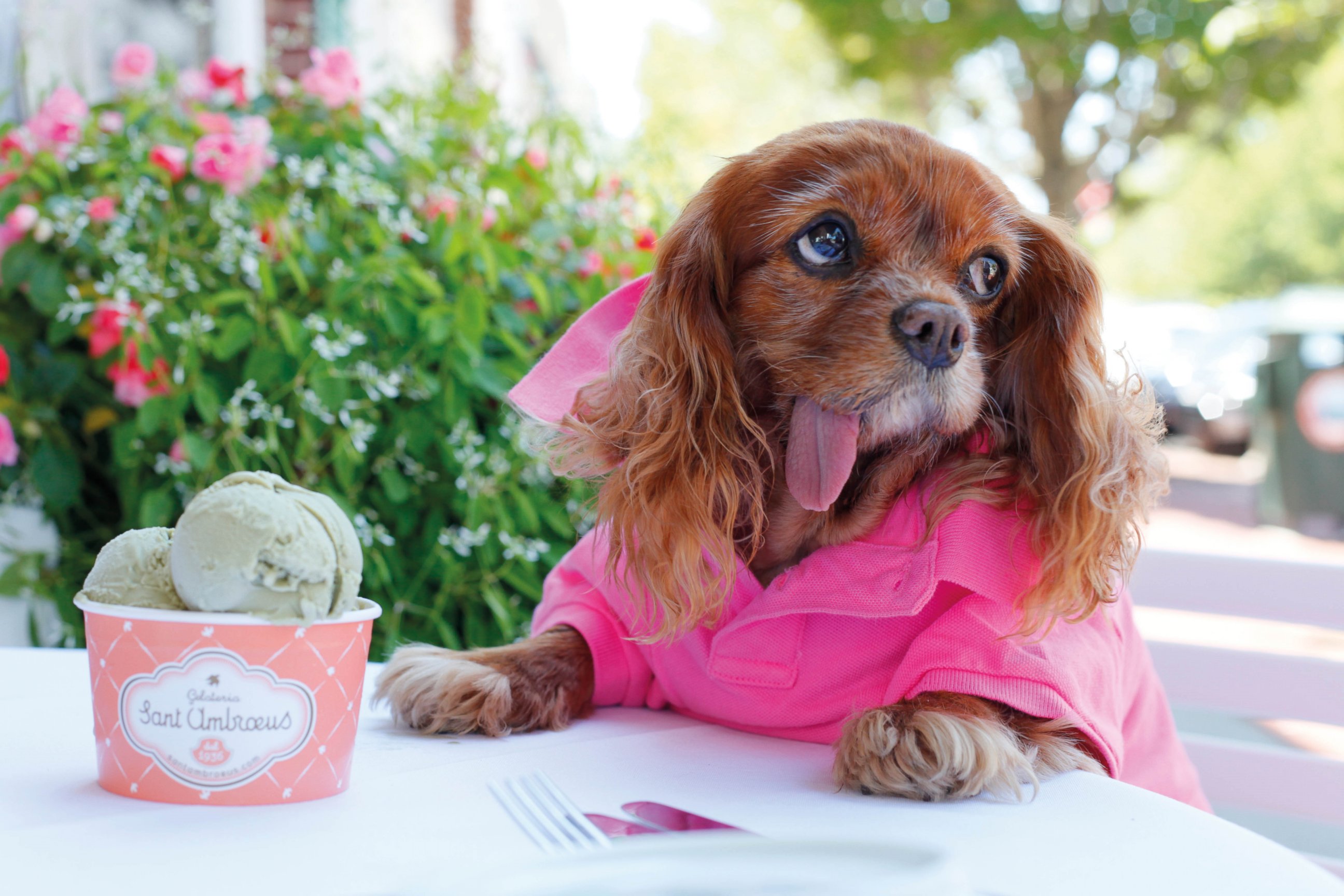 PHOTO: Toast the dog is featured in the new photo book, "ToastHampton: How to Summer in Style."