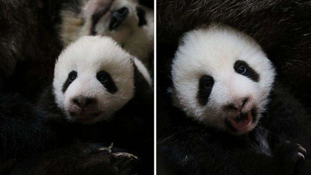 The twin giant panda cubs born at the Toronto Zoo are seen at ten weeks of age in this press release photo. 
