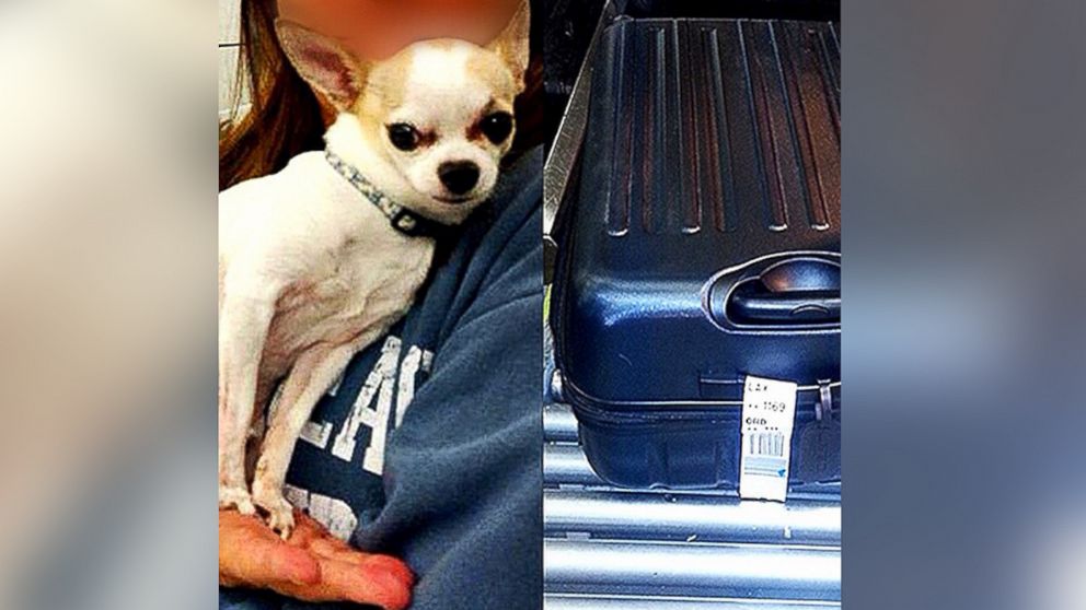 PHOTO: The TSA found a dog inside a suitcase at LaGuardia Airport this week.