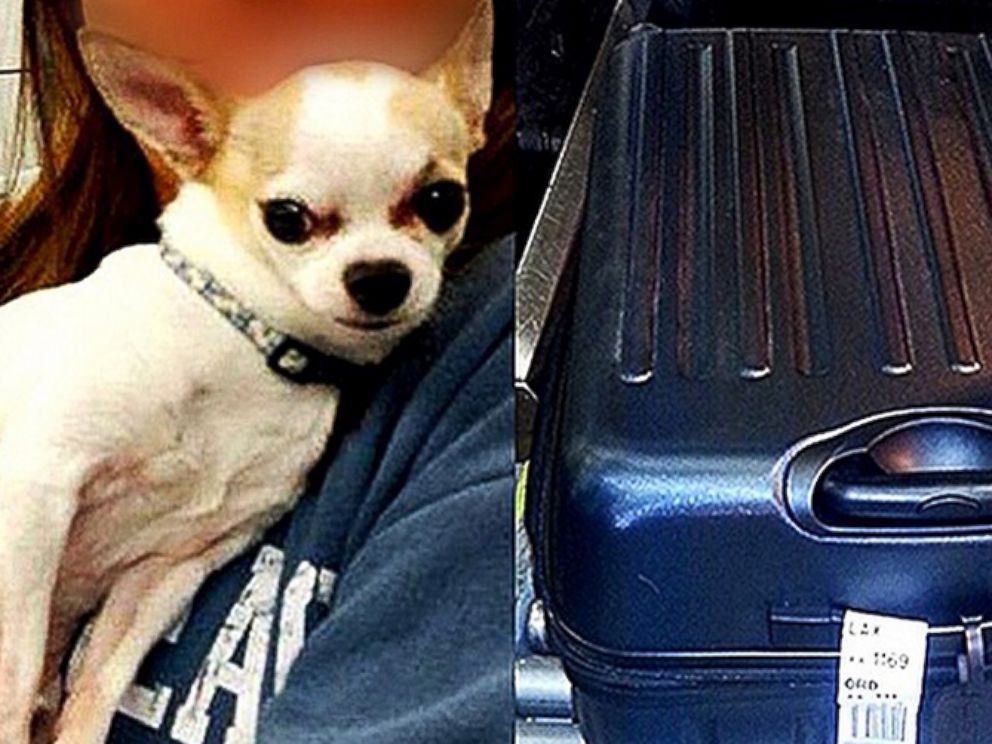 PHOTO: The TSA found a dog inside a suitcase at LaGuardia Airport this week.