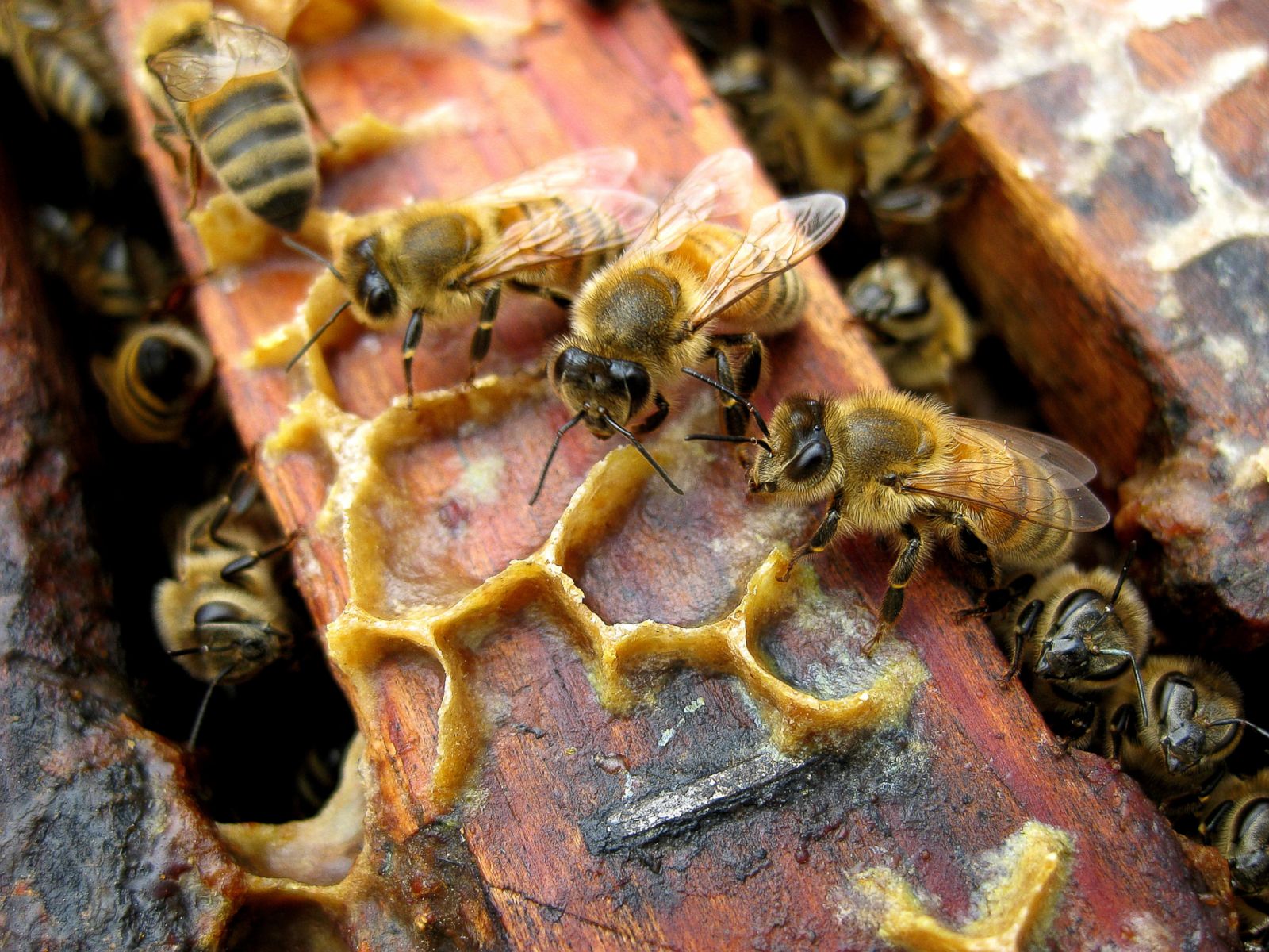 Photographer Goes Behind the Scenes of Urban Beekeepers Photos | Image ...