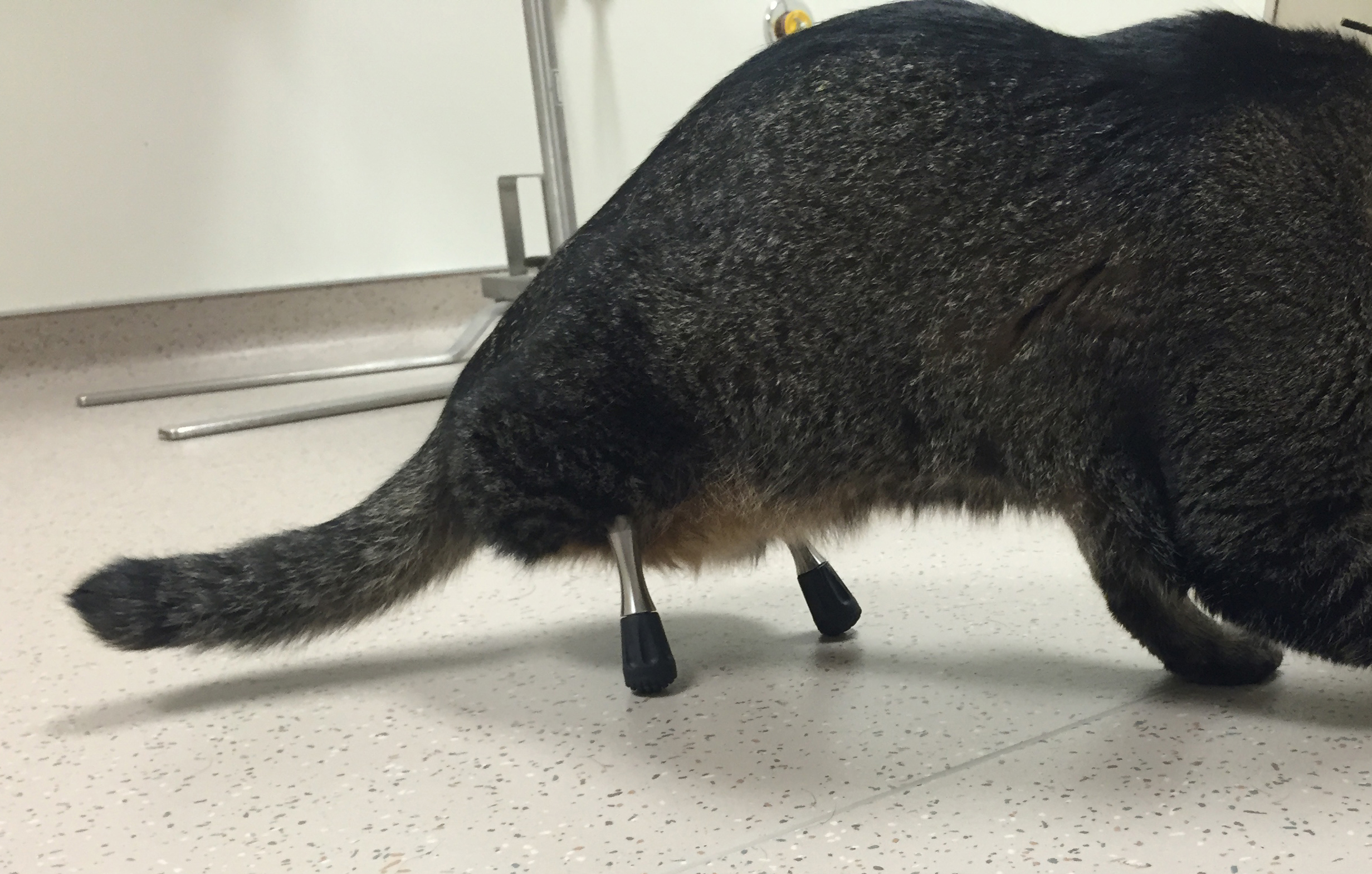 PHOTO: After a second surgery, Vincent the Cat was outfitted with longer prosthetic legs.
