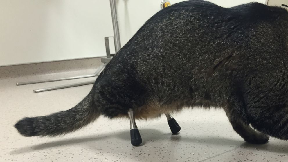 PHOTO: After a second surgery, Vincent the Cat was outfitted with longer prosthetic legs.