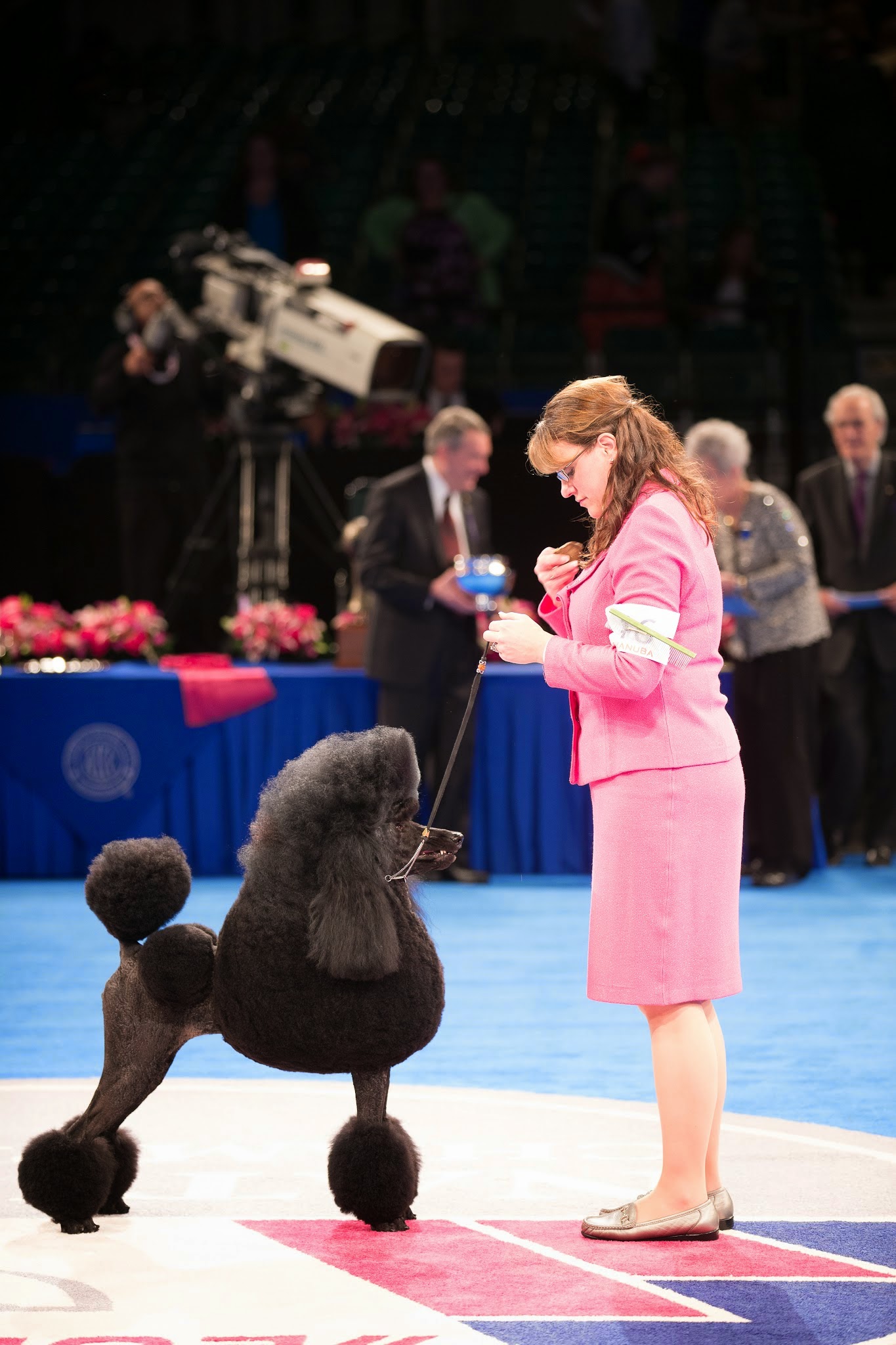 PHOTO: Flame, a poodle, at the AKC/Eukanuba National Championship back in 2013.