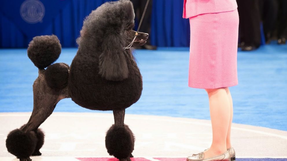 eukanuba poodle