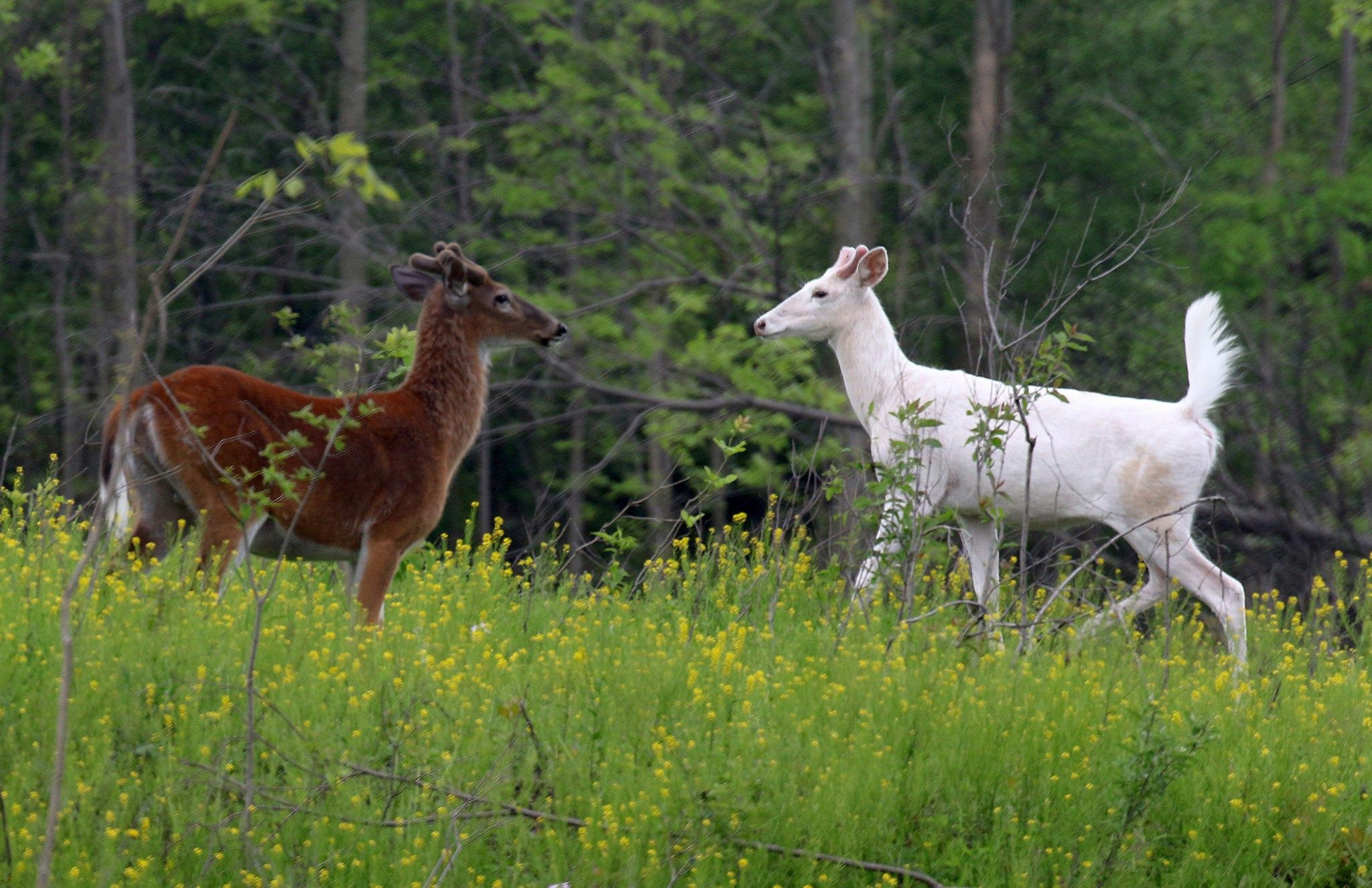 PHOTO: Two white-tailed deer bucks meeting and eating in one of the new food plots at the former Seneca Army Depot.