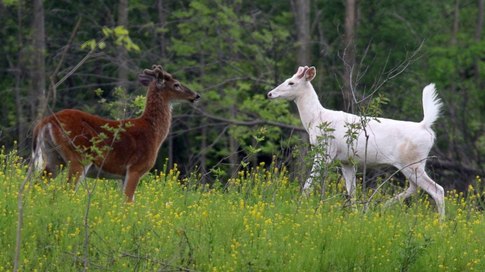 PHOTO: Two white-tailed deer bucks meeting and eating in one of the new food plots at the former Seneca Army Depot.