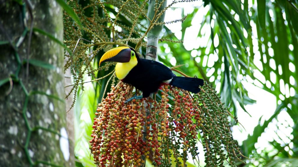 Lapa Rios Ecolodge & Wildlife Reserve, Costa Rica