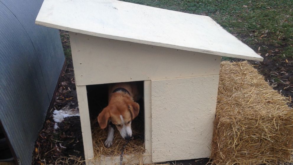 Bella, a dog in Hardin County, Iowa received her first home on Thanksgiving after living outdoors for almost three years.
