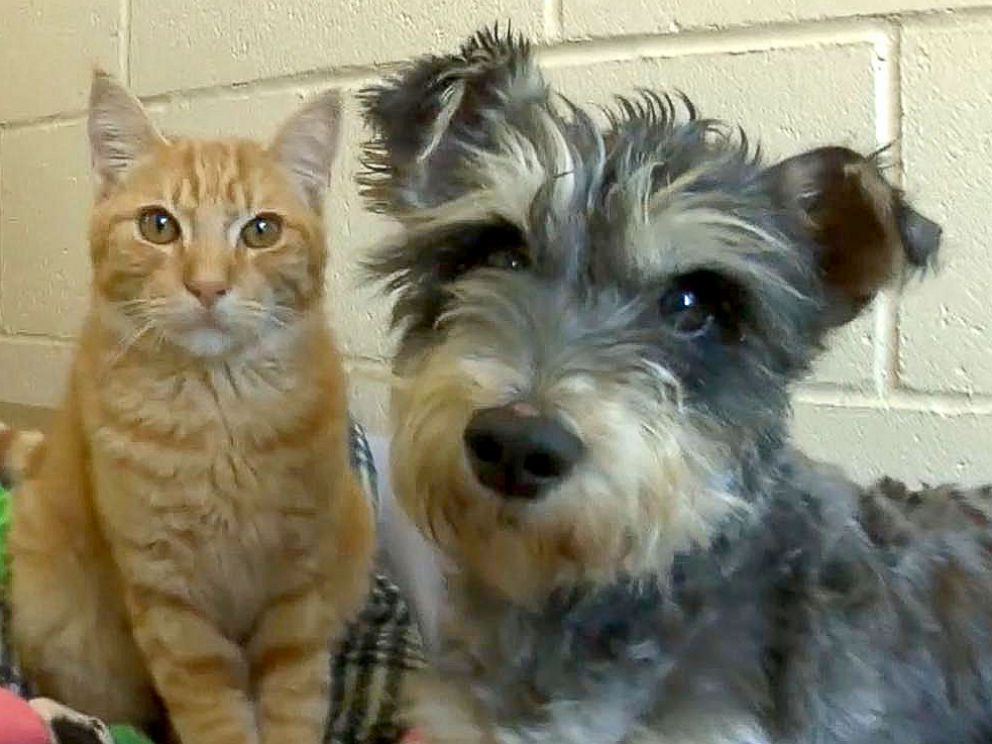 are miniature schnauzers good with cats