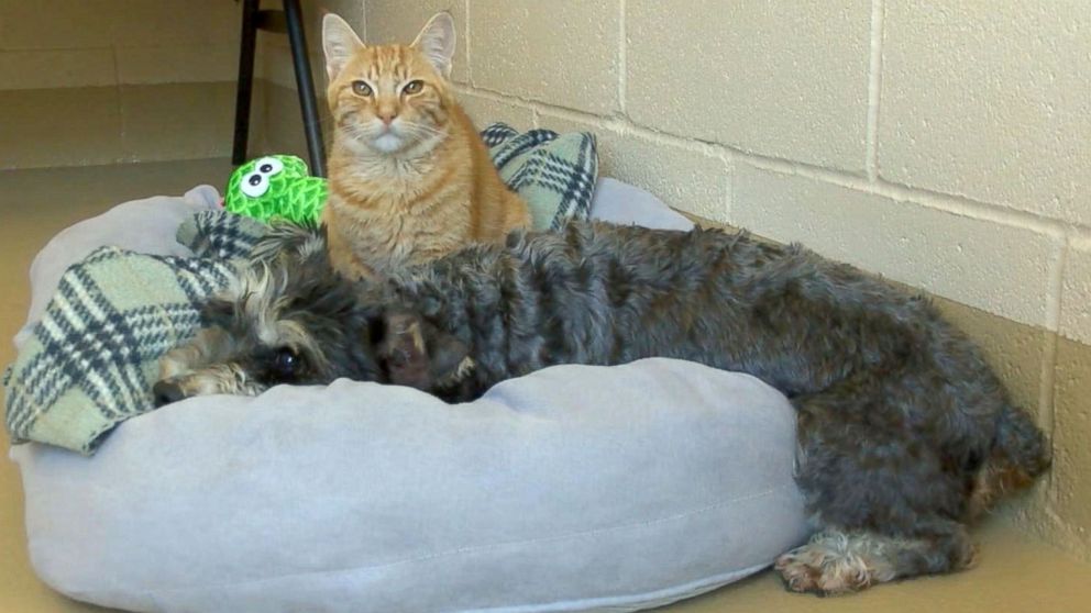 Meet Romeo the Cat and Juliet the Dog, StarCrossed Lovers