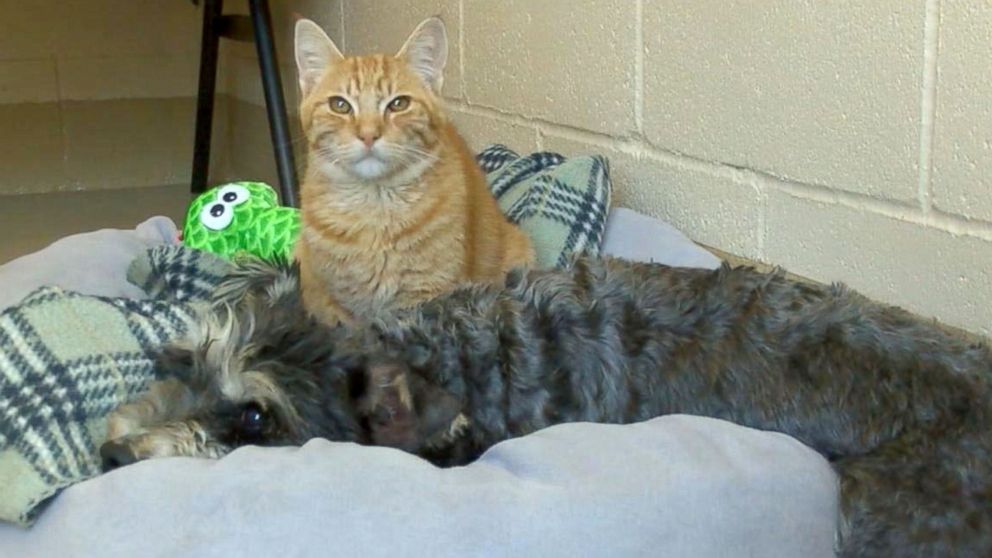 PHOTO: The Chula Vista Animal Care Facility in California said a cat named Romeo and a dog named Juliet who came the their shelter on Sept. 29, 2016, are "an inseparable pair." 
