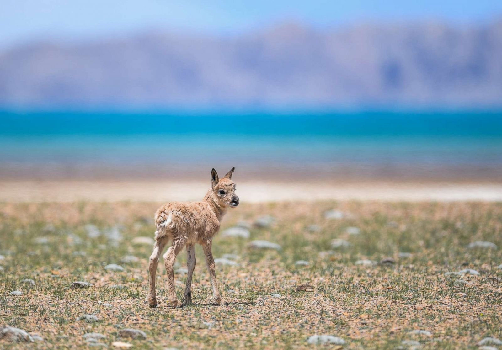 Tibetan antelope romps at Changtang National Nature Reserve