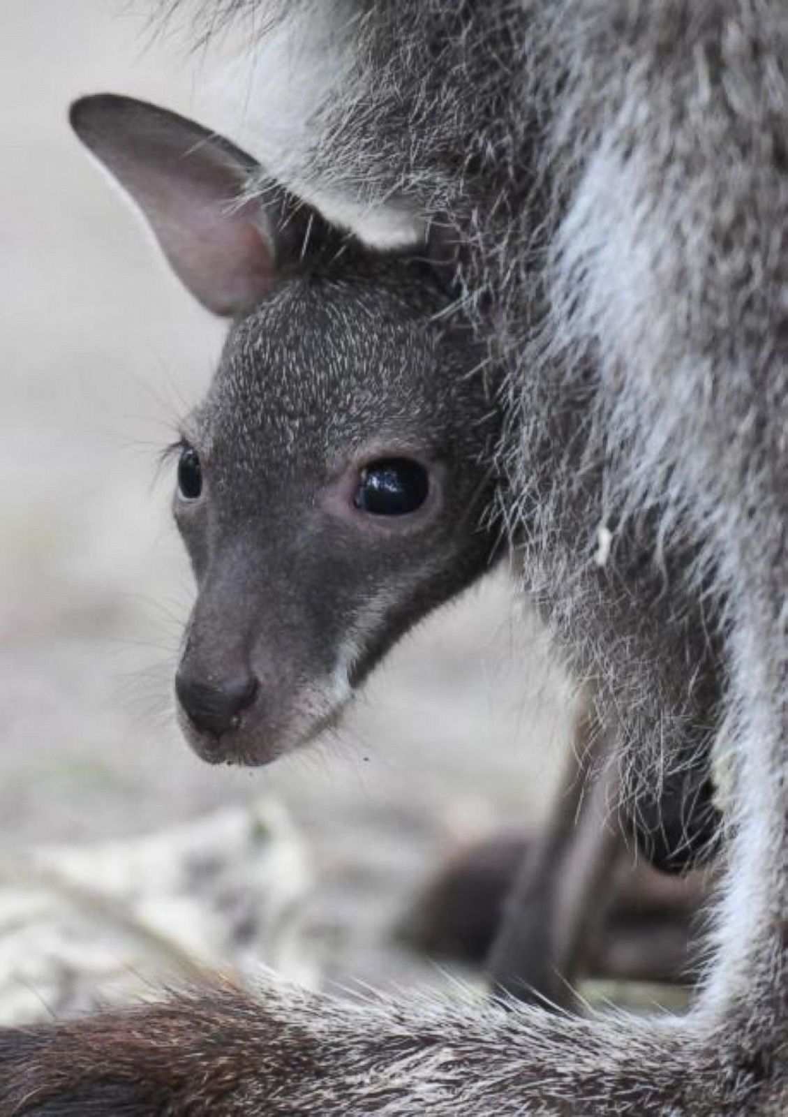 Kangaroo baby peeks out of mothers pouch