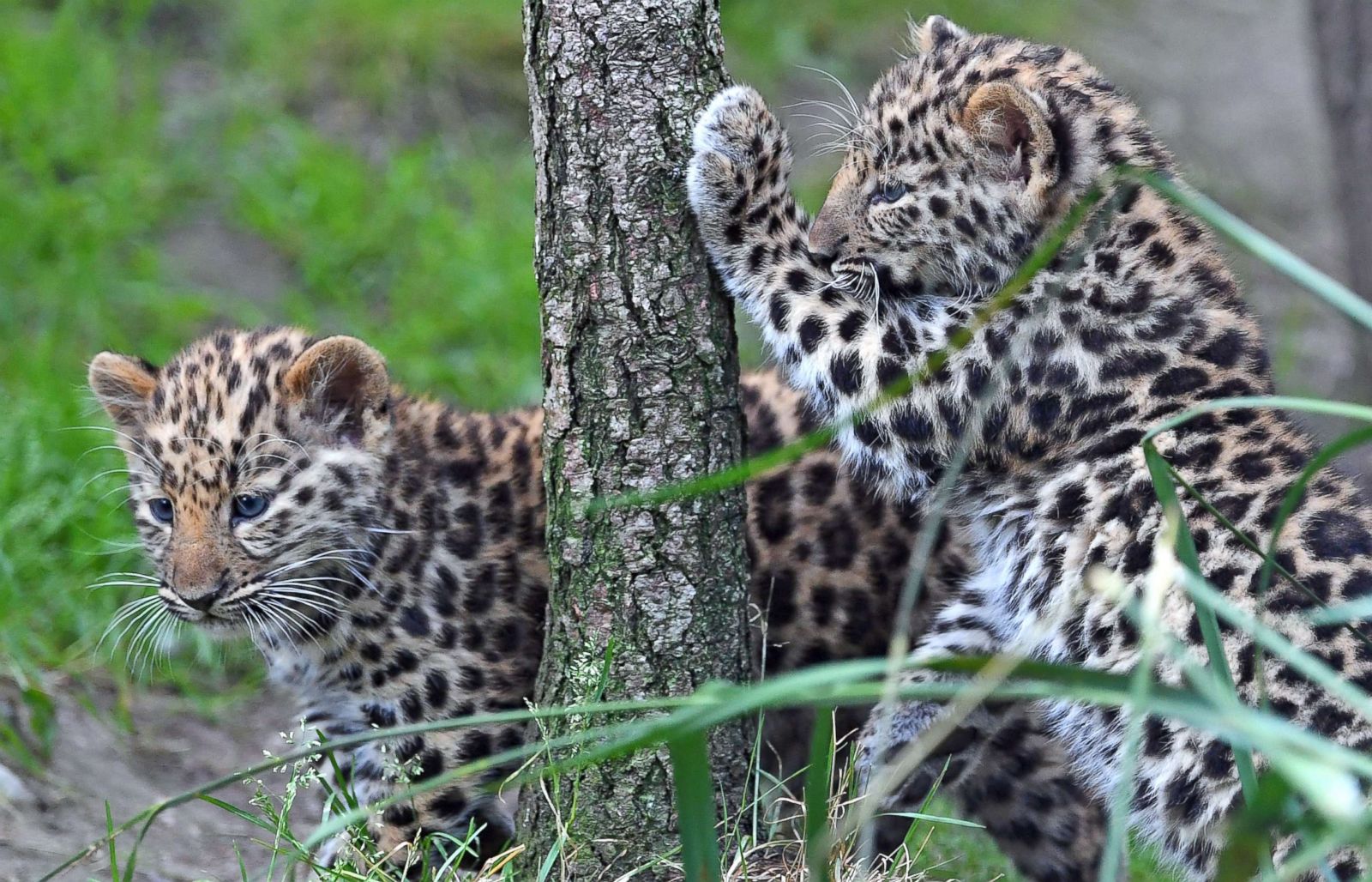 Leopard twins play at the zoo