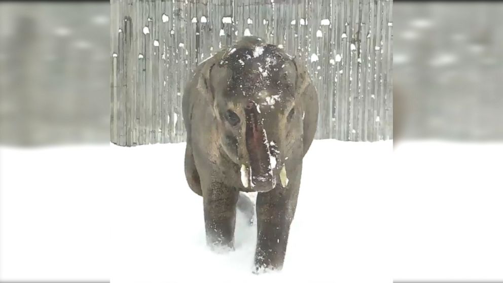 Video Snow Day at Oregon Zoo - ABC News