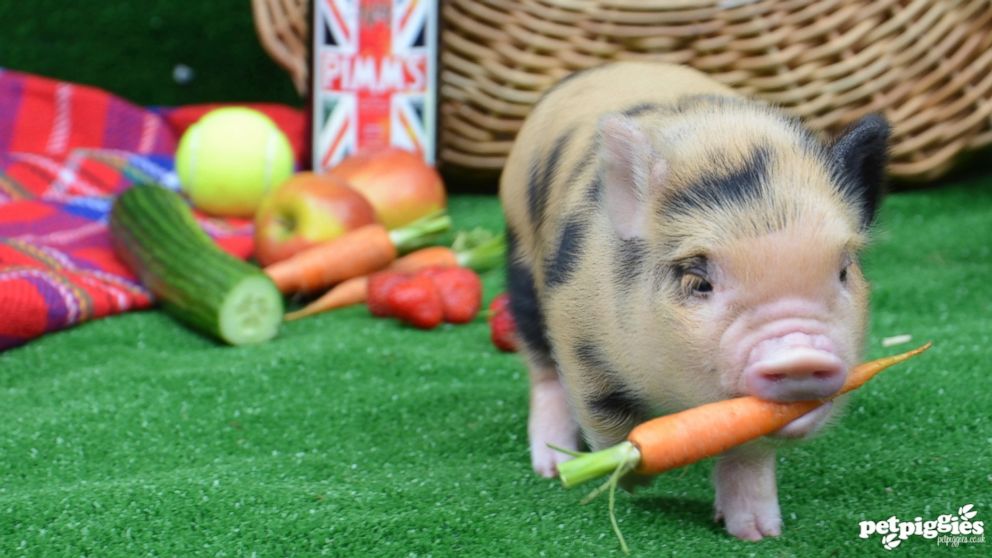 PHOTO: Pig Out On a Picnic (With Real-Live Micro Pigs!)