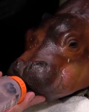 Baby hippopotamus was born six weeks early at the Cincinnati Zoo, and is receiving critical care. She is 25 pounds lighter than the lowest recorded birth weight for a Nile hippo.