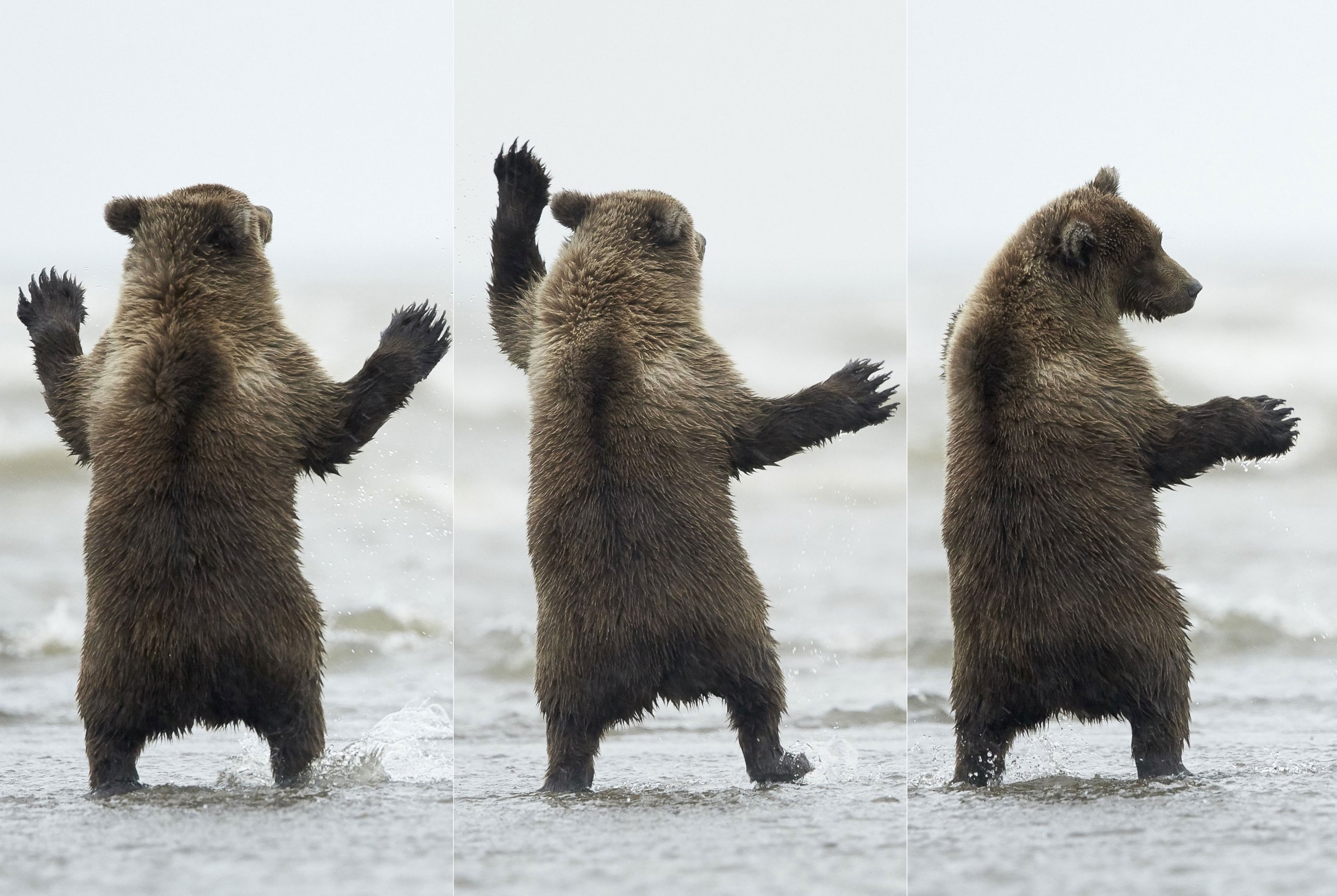 Bear hand. Медведь танцует. Медведь на задних лапах. Забавный медведь. Смешной медведь.