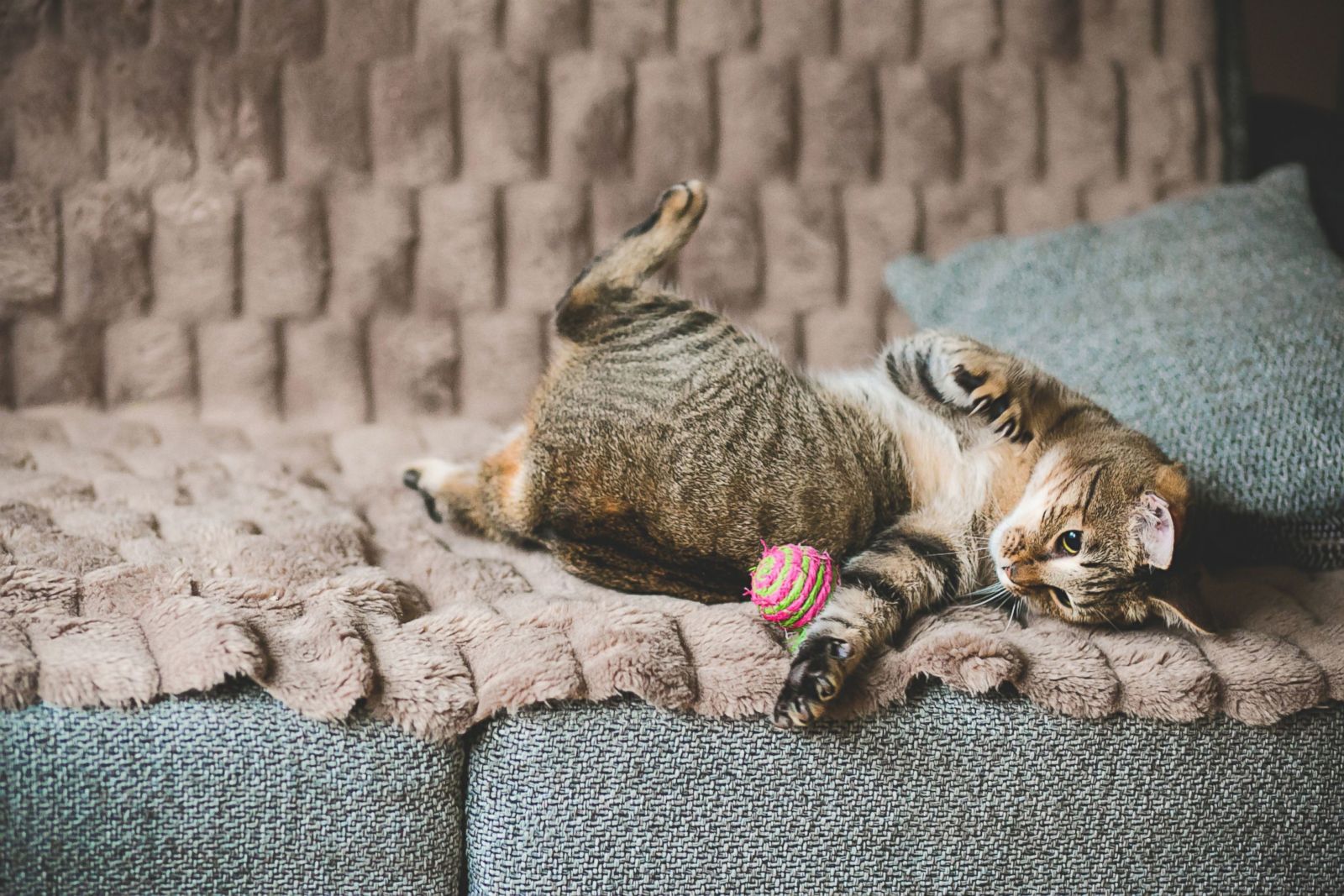 Photographer Captures Disabled Cats To Show They Re Still Amazing