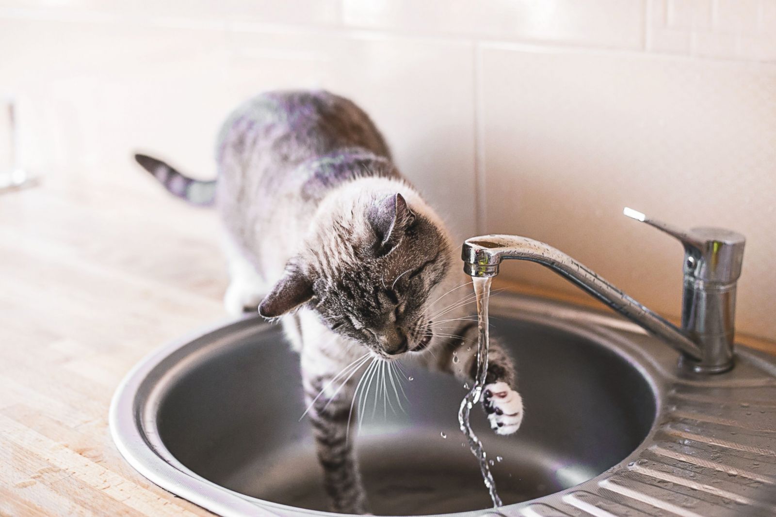 Кошка пьет воду причины. Кот пьет воду. Кошка в воде. Кошка пьет воду картинка. Кошка и вода из крана красивые.