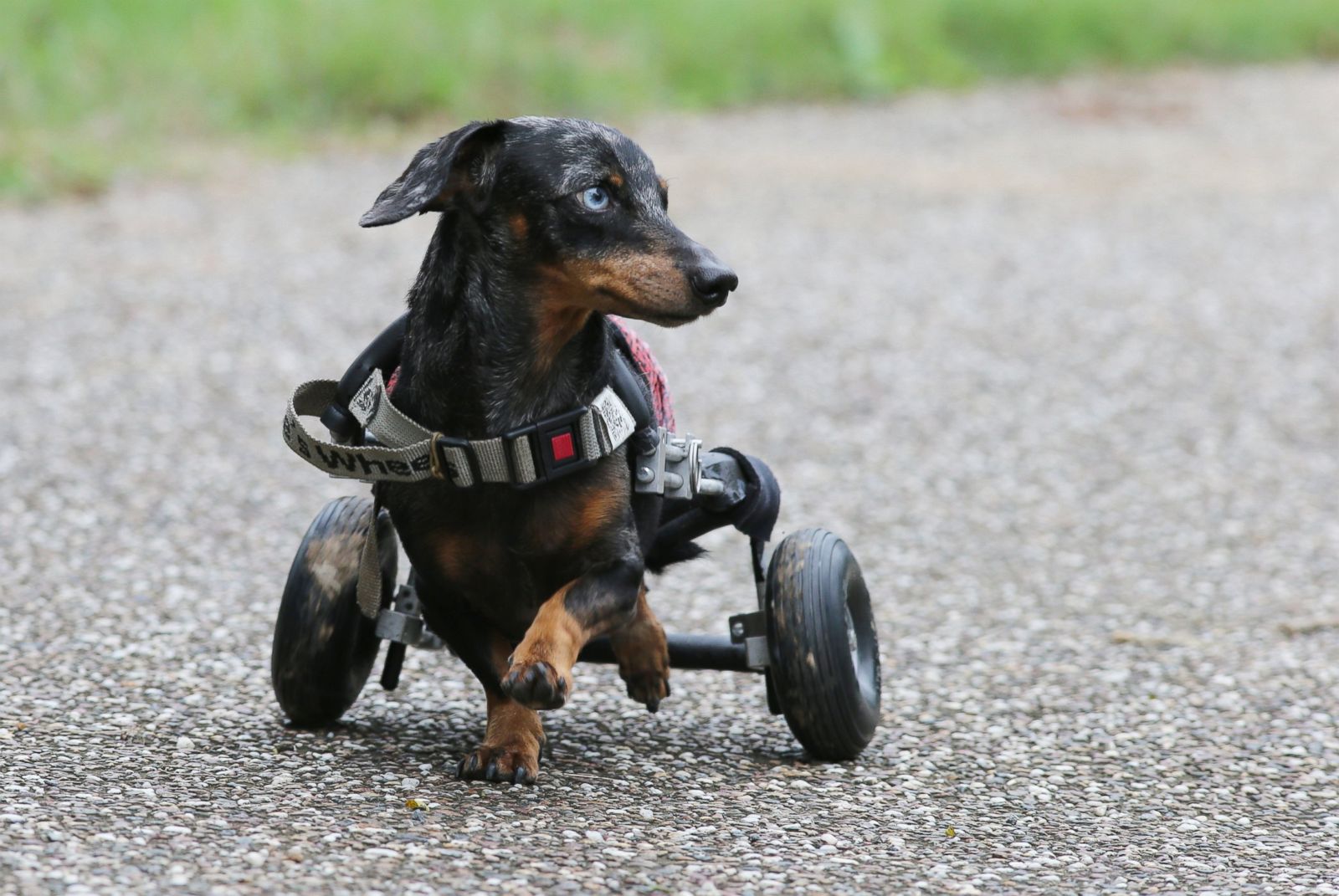 Adorable animals overcome disabilities Photos - ABC News