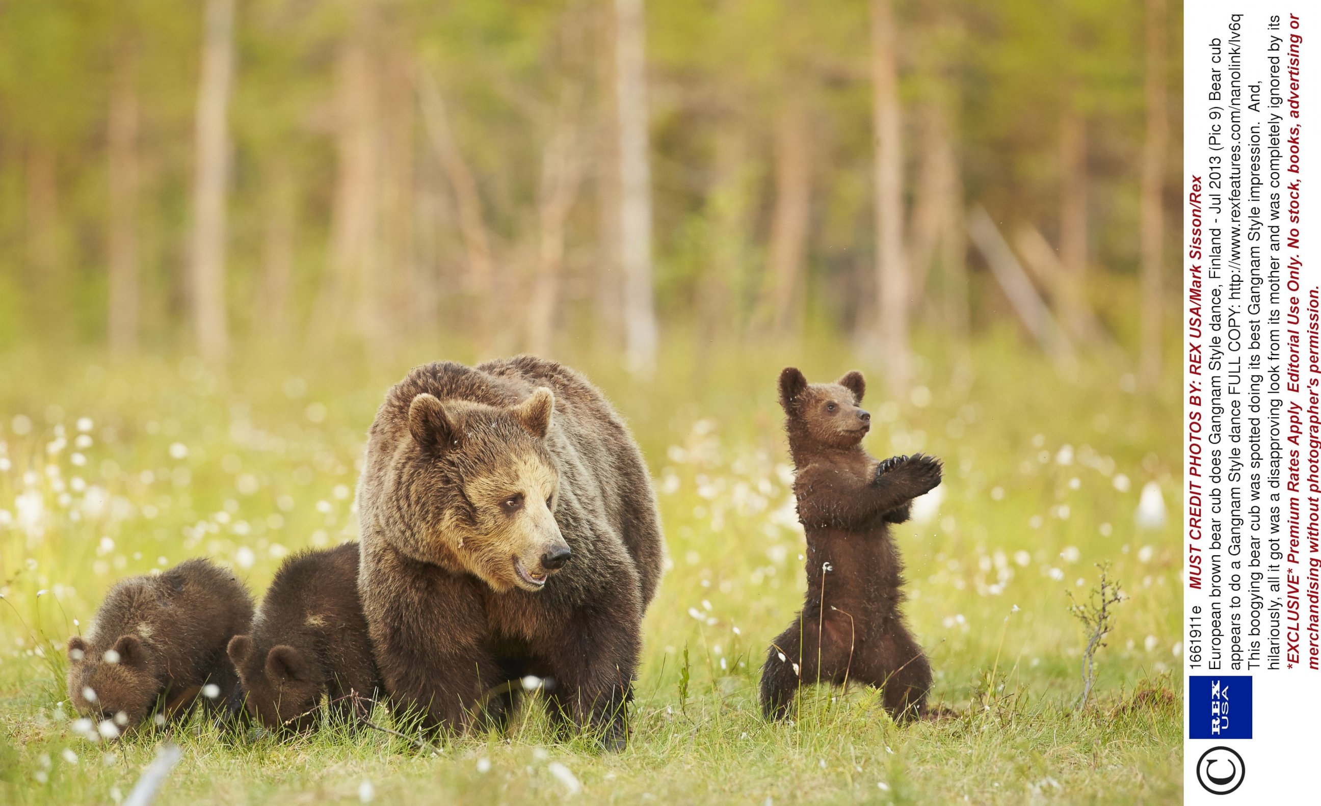 Фотографии 3 медведей. Бурый медведь Пестун. Медведица с медвежатами. Медвежата фото. Три медвежонка.