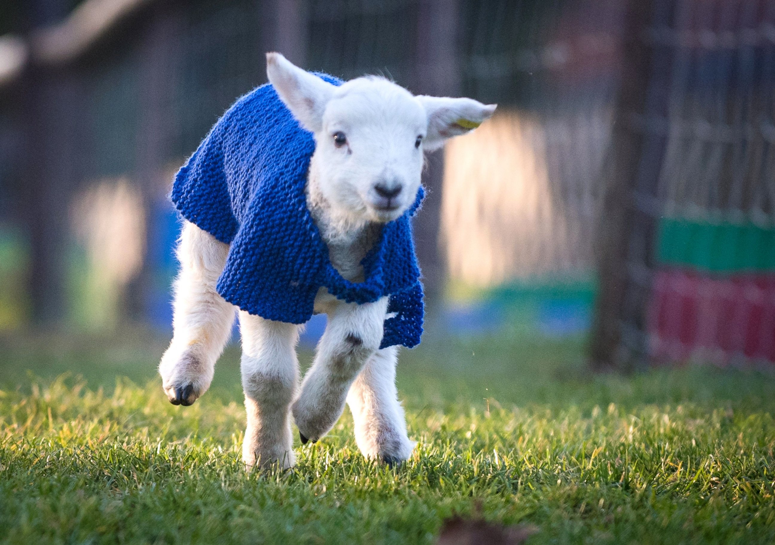 PHOTO:A group of anonymous knitters have donated wool sweaters to help keep a group of newborn lambs snug and warm at Avon Valley Adventure and Wildlife Park, in Somerset, Britain, March 20, 2016.