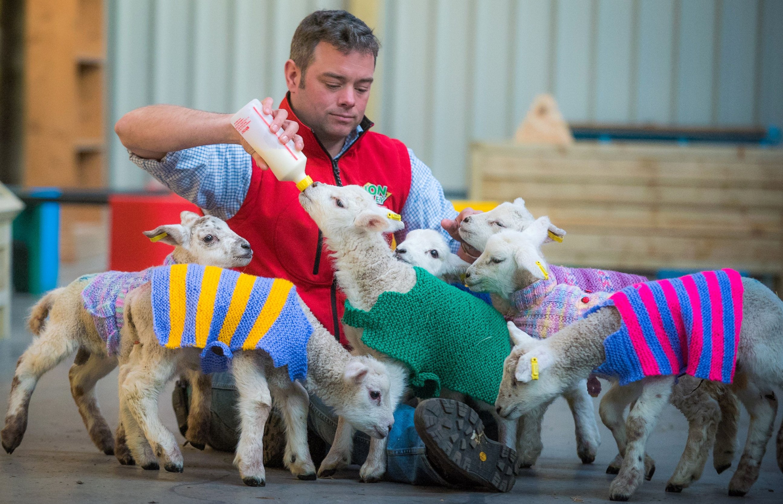 PHOTO:Farm Manager Doug Douglas bottle feeding the newborn lambs wearing the knitted sweaters at Avon Valley Adventure and Wildlife Park, in Somerset, Britain, March 20, 2016.