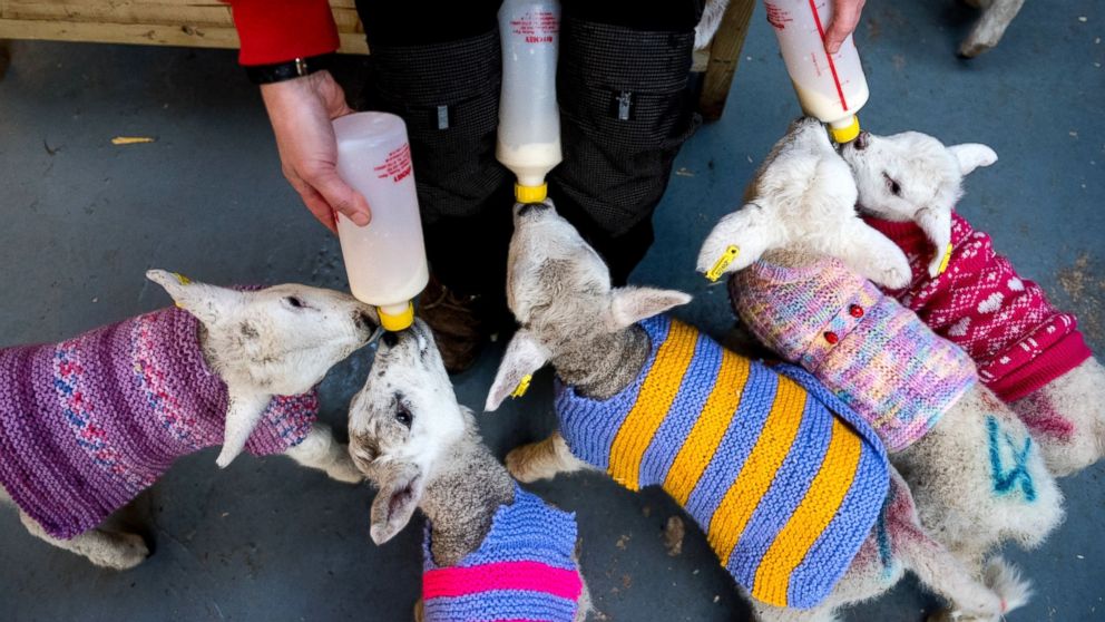 A group of anonymous knitters have donated wool sweaters to help keep a group of newborn lambs snug and warm at Avon Valley Adventure and Wildlife Park, in Somerset, Britain, March 20, 2016.