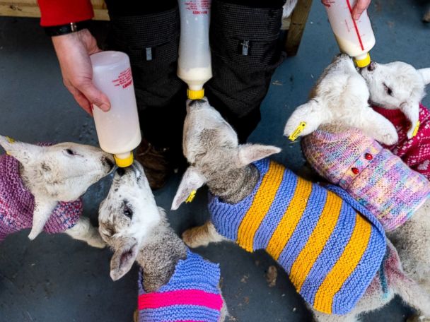 knitted lamb coat