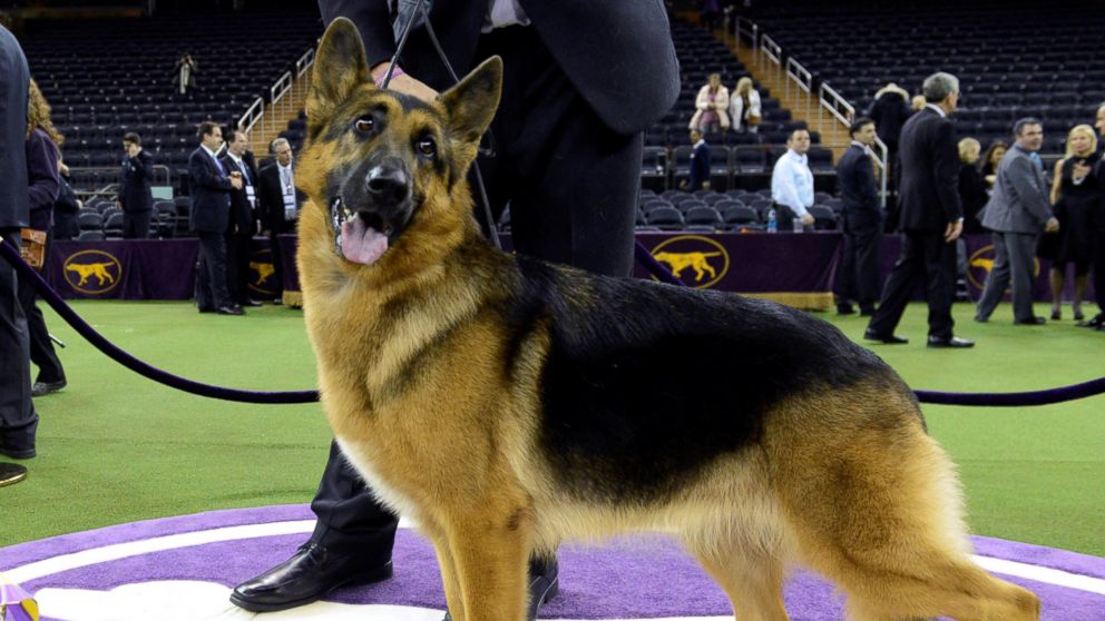 Rumor, a German shepherd and winner of Best In Show at the 141st Westminster Kennel Club Dog Show, poses for photographers at Madison Square Garden in New York City, Feb. 14, 2017.