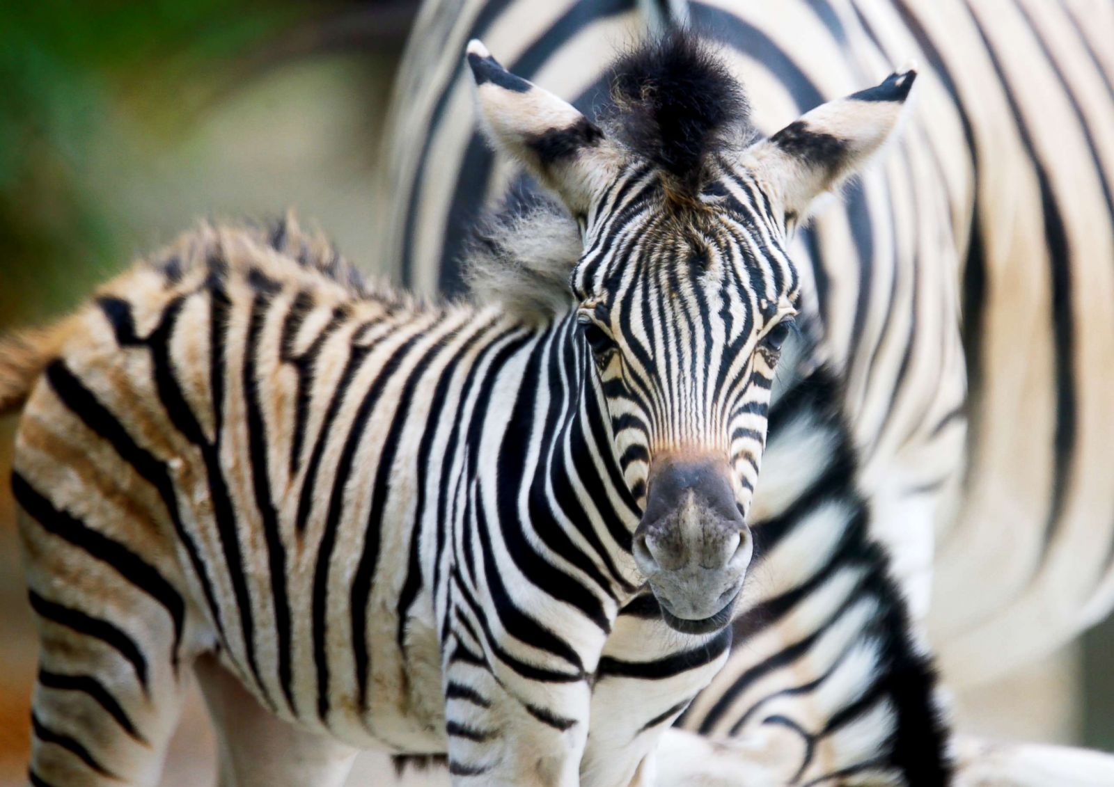 A zebra poses for the camera