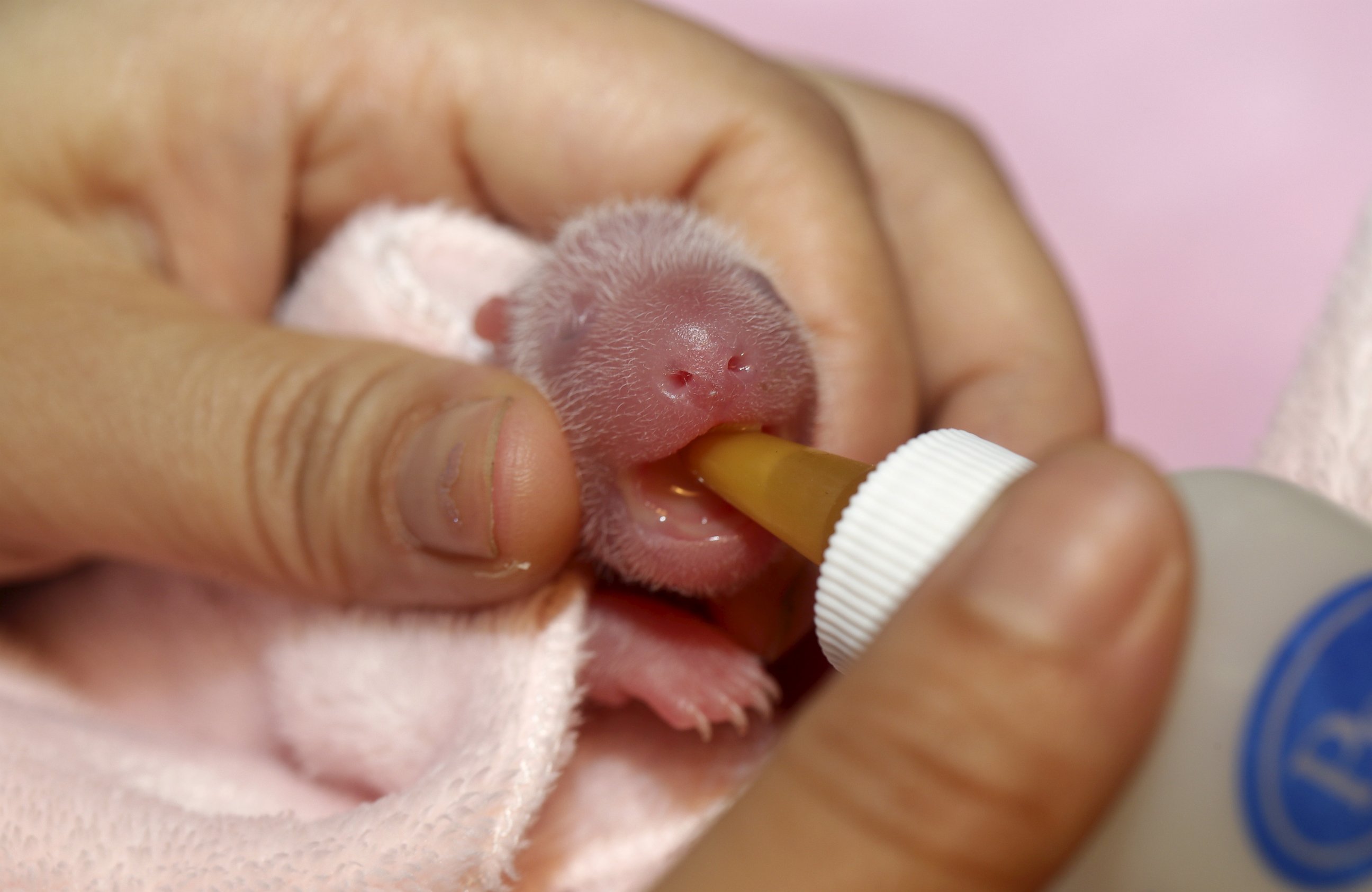 PHOTO: A researcher feeds one of the newborn twin female panda cubs inside an incubator at the Giant Panda Research Base in Chengdu, China, June 22, 2015.