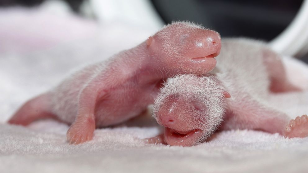 Newborn twin female panda cubs are seen inside an incubator at the Giant Panda Research Base in Chengdu, China, June 22, 2015.
