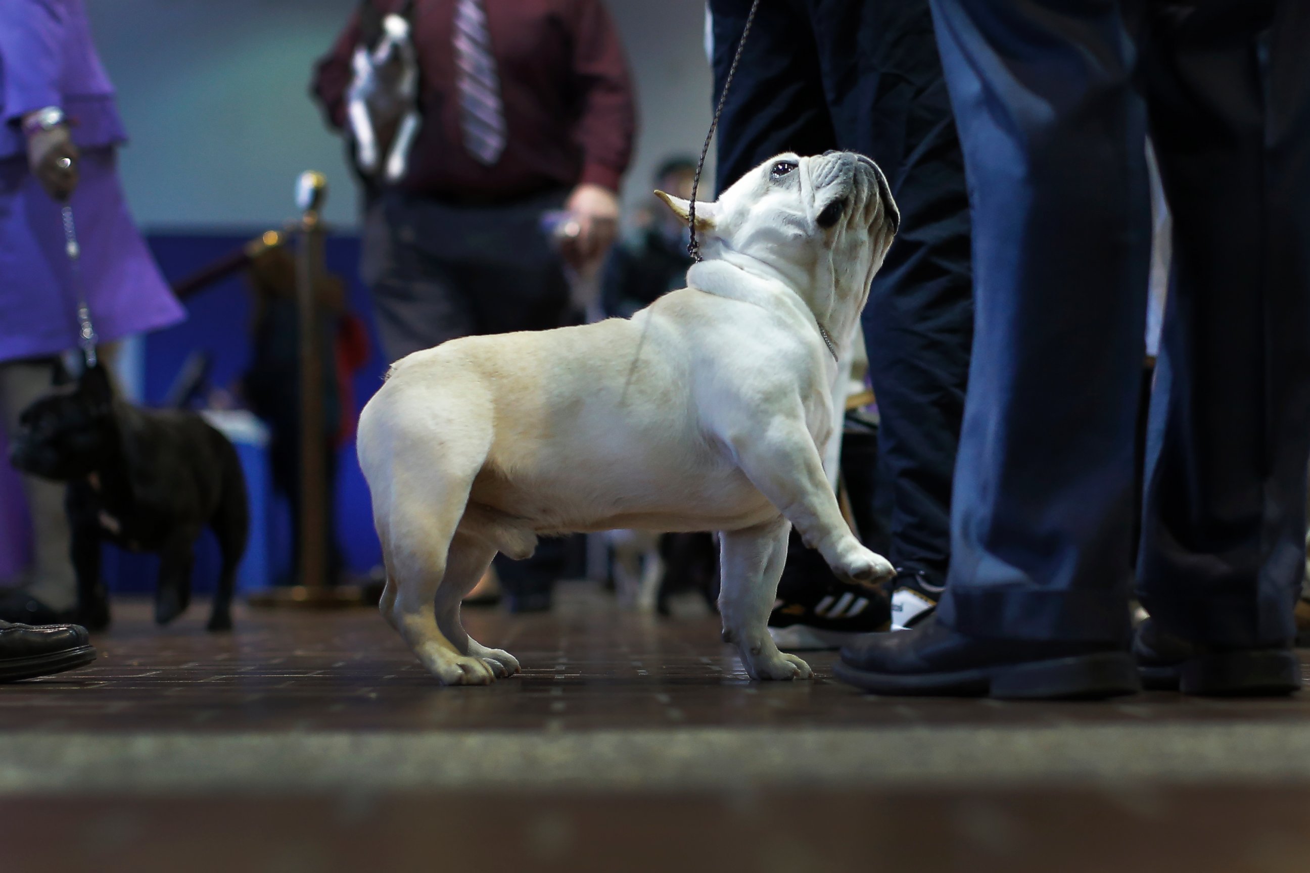 PHOTO:A French bulldog looks up at his handler before judging at the 2016 Westminster Kennel Club Dog Show, Feb. 15, 2016, in New York.  