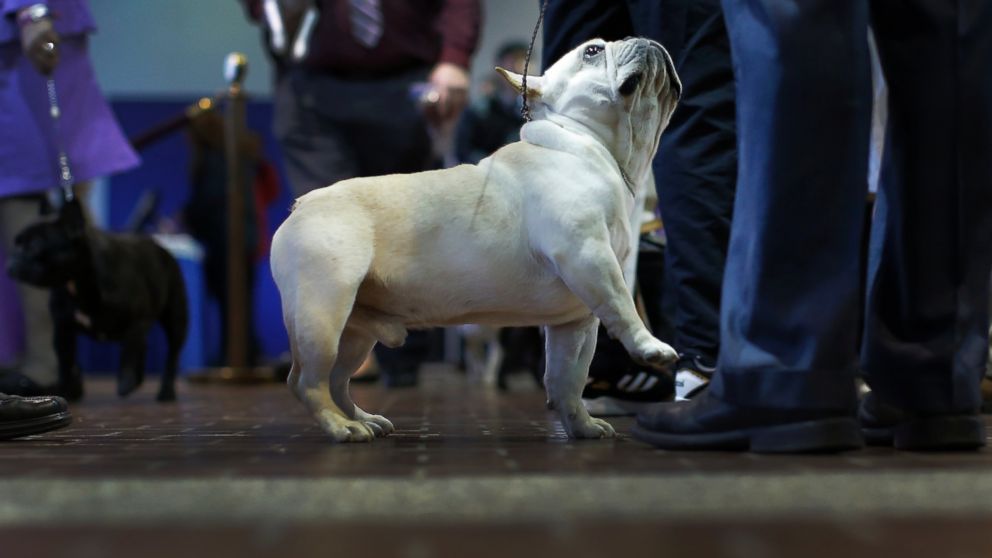 PHOTO:A French bulldog looks up at his handler before judging at the 2016 Westminster Kennel Club Dog Show, Feb. 15, 2016, in New York.  