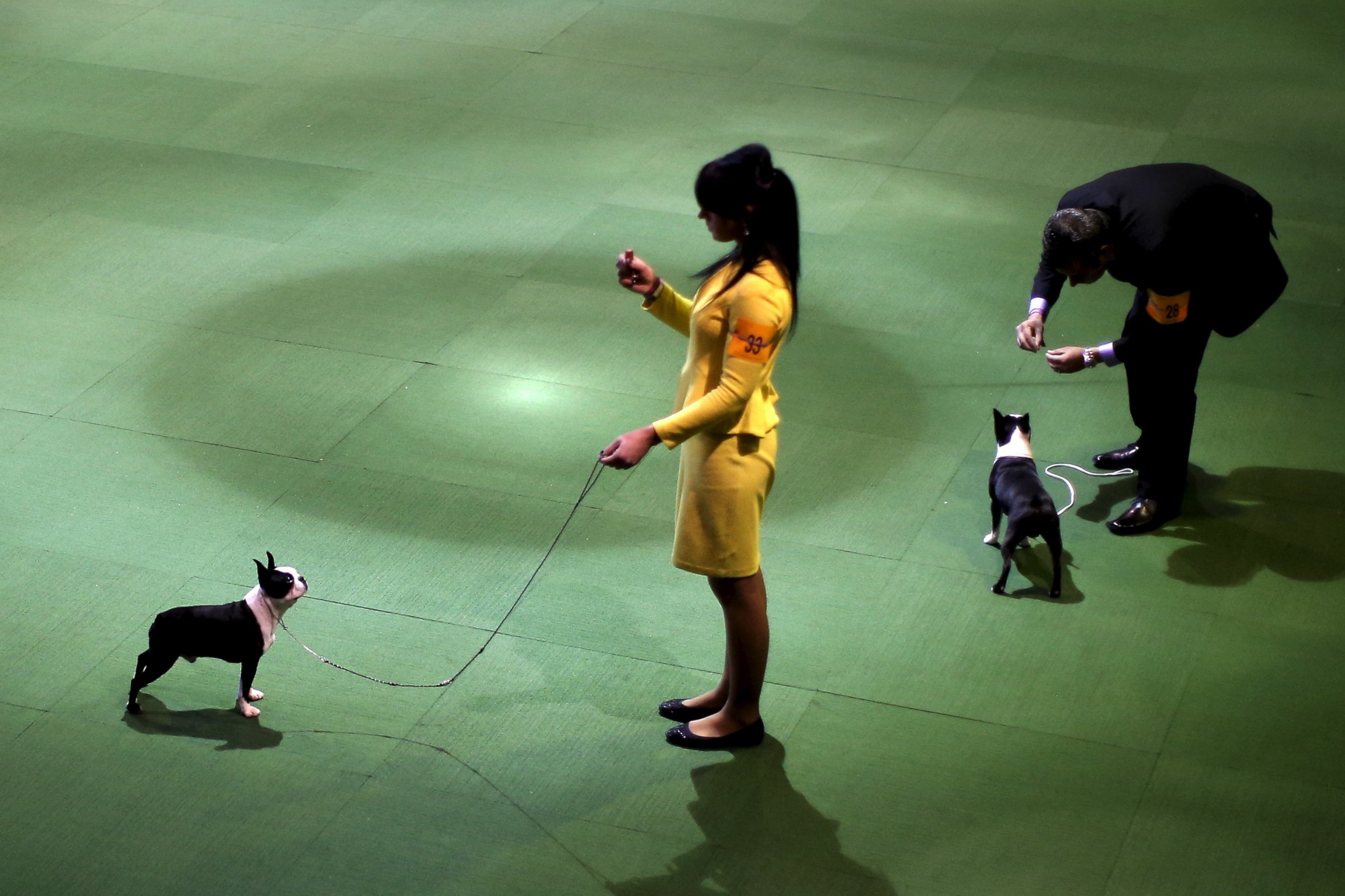 PHOTO:Handlers stand in the ring with Boston Terriers during judging at the 2016 Westminster Kennel Club Dog Show, Feb. 15, 2016, in New York. 