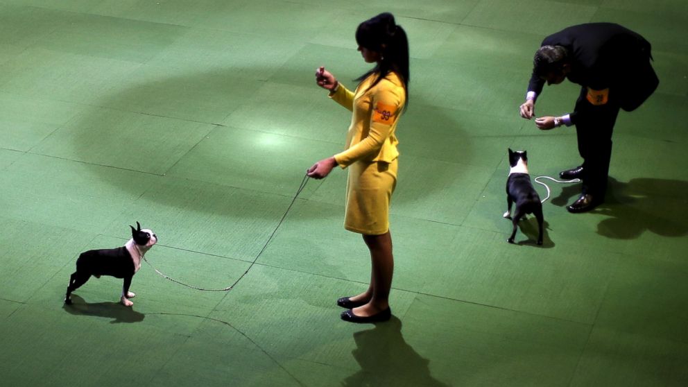 PHOTO:Handlers stand in the ring with Boston Terriers during judging at the 2016 Westminster Kennel Club Dog Show, Feb. 15, 2016, in New York. 
