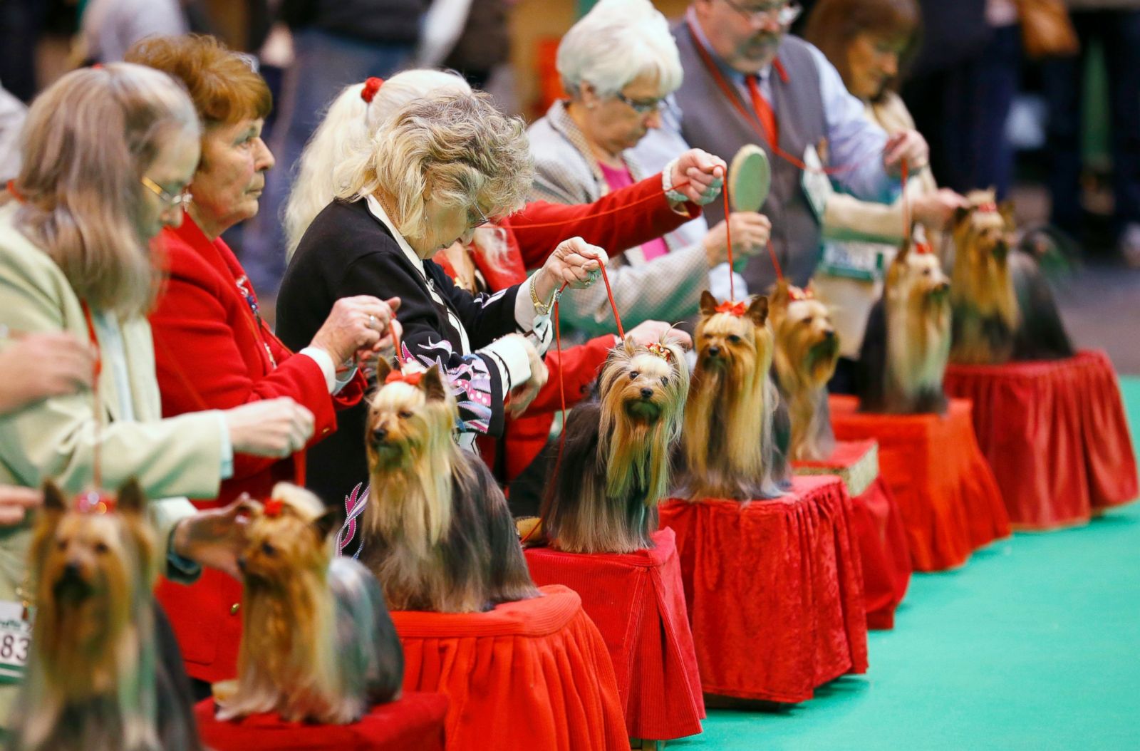 125th Annual Crufts Dog Show Photos | Image #11 - ABC News