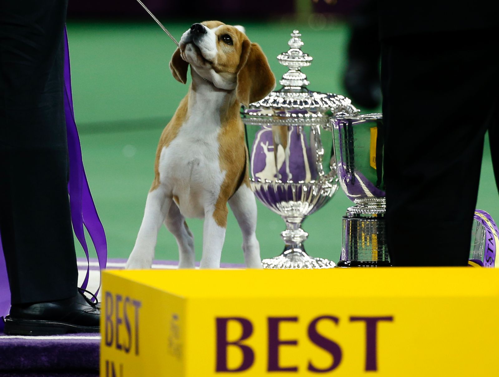 Ironisk ledsage Forstærker The 2015 Westminster Kennel Club Dog Show Photos - ABC News