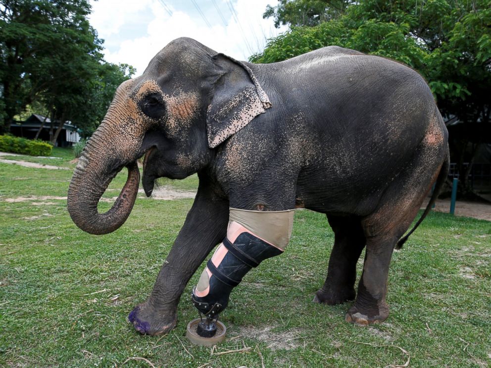 PHOTO: Motola, the elephant that was injured by a landmine, wears her prosthetic leg at the Friends of the Asian Elephant Foundation in Lampang, Thailand, June 29, 2016.