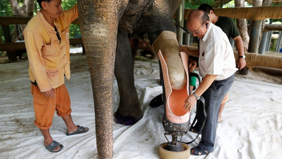 Motola, the elephant that was injured by a landmine, has her prosthetic leg attached at the Friends of the Asian Elephant Foundation in Lampang, Thailand, June 29, 2016.